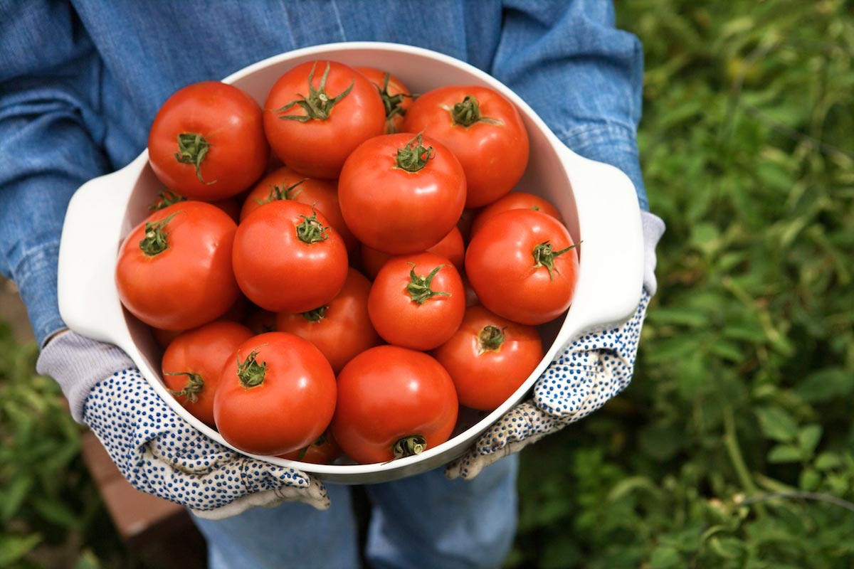 Garden-Fresh-Tomatoes