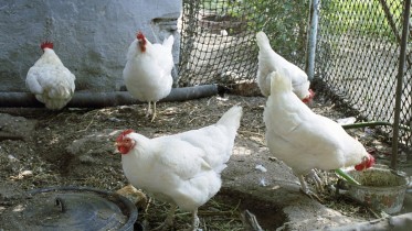 White-Chickens-Coop-Farm